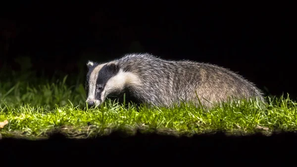 Foraging european badger — Stock Photo, Image