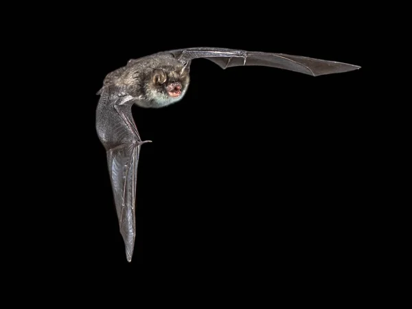 Natterers volants isolés chauve-souris sur fond noir — Photo