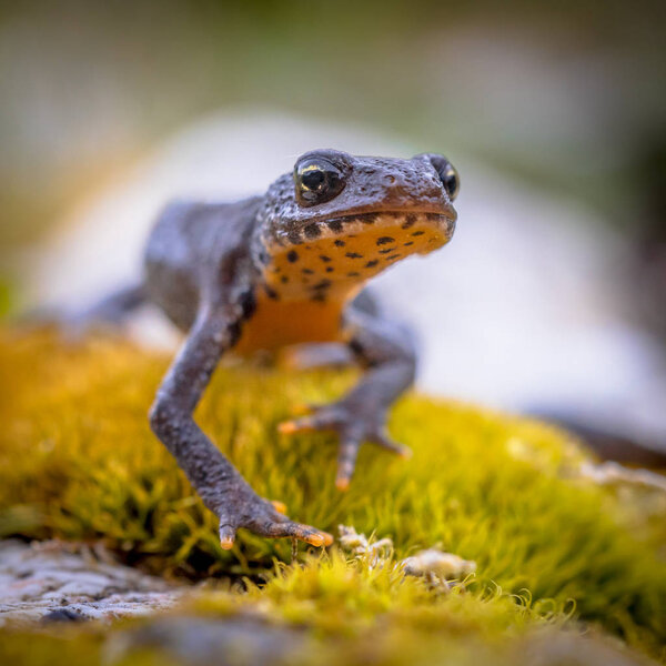 Alpine newt frontal style