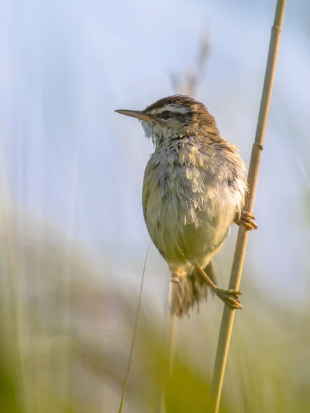 Guirnalda de junco en planta de caña — Foto de Stock