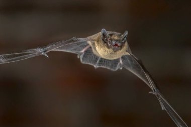 Uçan Pipistrelle yarasadan yakın çekim