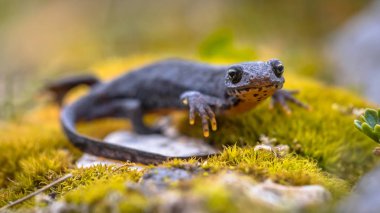 Alp newt sideview moss ve kayalar üzerinde