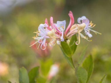 Perfoliate Hanımeli çiçek