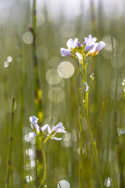 Arka plan aydınlatmalı guguk çiçek