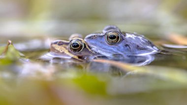 Suda örtülü kurbağa çift demirlemek