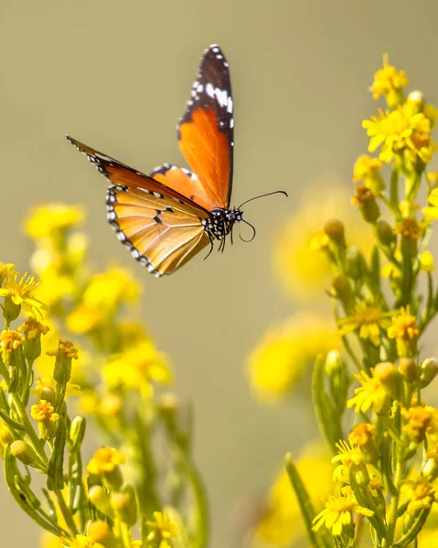 Mariposa voladora tigre llano entre flores —  Fotos de Stock