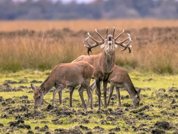 Belling Buck deer guarding hinds — Stock Photo, Image