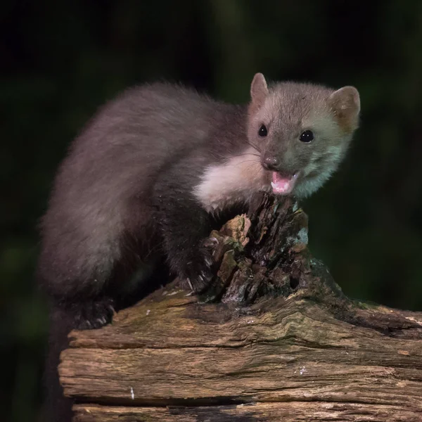 Wild Beech marten with open mouth — Stock Photo, Image