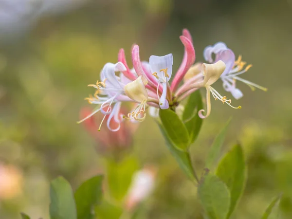 Perfoliate Hanımeli çiçek — Stok fotoğraf