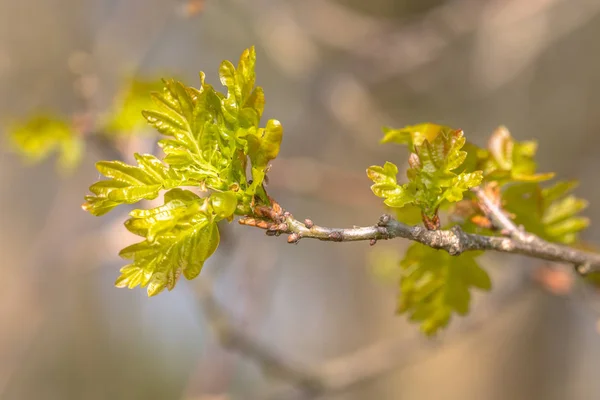 Проростання дубовим листям — стокове фото