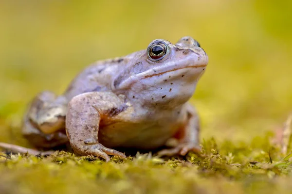 Modrá, Moor žába při pohledu kamery — Stock fotografie