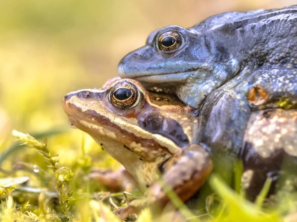 Moor frog couple — Stock Photo, Image