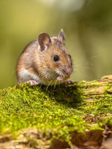 Ratón de madera sobre fondo verde tronco musgoso —  Fotos de Stock