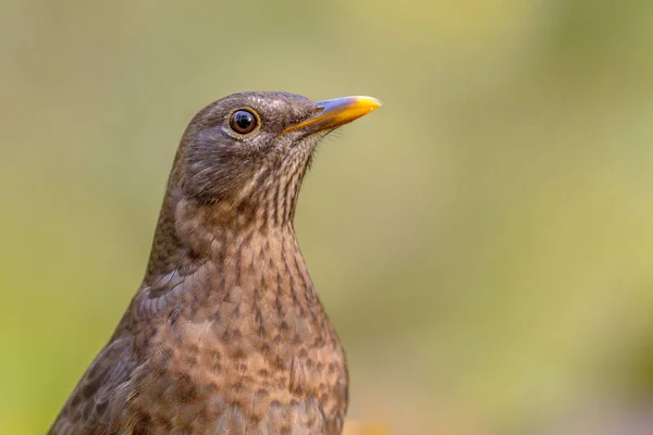 Femmina blackbird headshot sfondo verde — Foto Stock