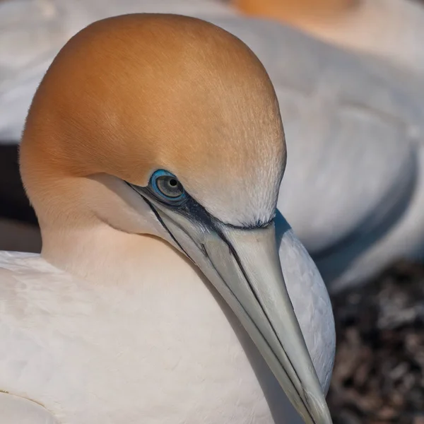 Zbliżenie na głowę gannet w Nowej Zelandii — Zdjęcie stockowe