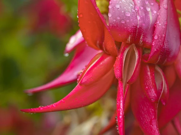 Veszélyeztetett Kakabeak virágok — Stock Fotó