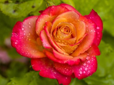 Yağmur damlalı kırmızı gül