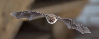 Natterers bat in flight on attic clipart