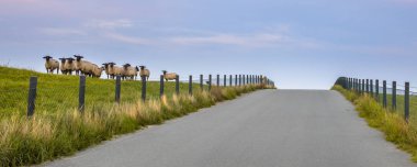 Hollandalı lezbiyen yol