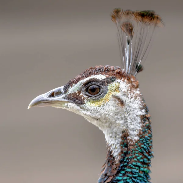 Kvinnliga Peacock huvud skott — Stockfoto