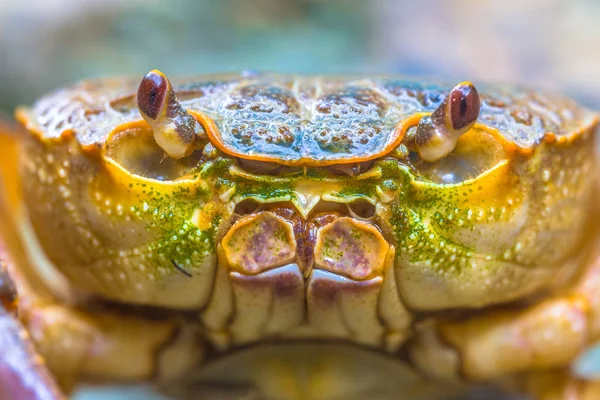 Headshot European freshwater crab — Stock Photo, Image