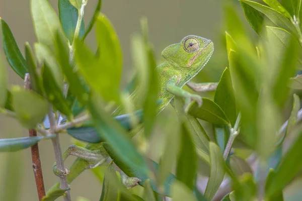 African chameleon climbing in tree habitat — Stock Photo, Image