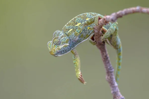 African chameleon climbing on branch — Stock Photo, Image