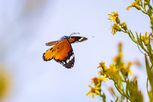 Flying butterfly Plain tiger in flower field — Stock Photo, Image