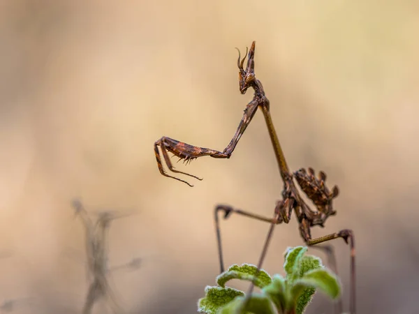 Conehead mantis religiosa —  Fotos de Stock