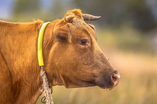 Headshot brązowe krowy — Zdjęcie stockowe