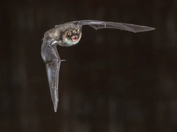 Natterers volant chauve-souris sur fond gris — Photo