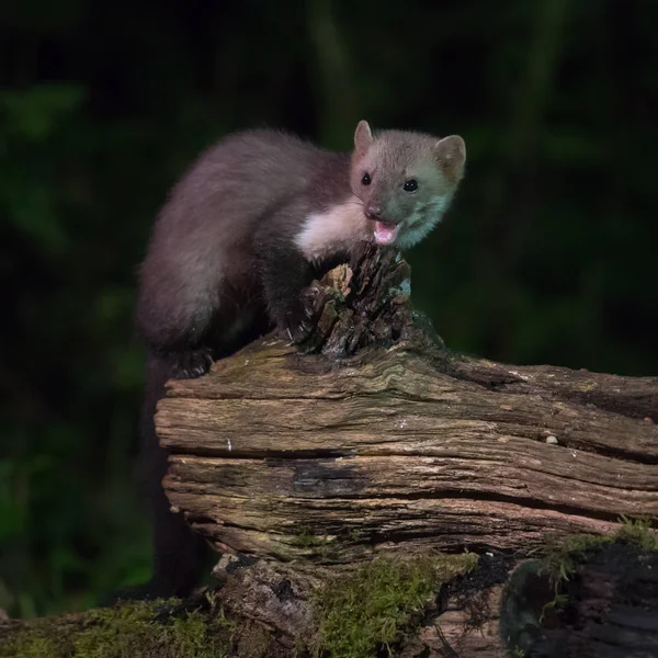 Elusive wild Beech marten at night — Stock Photo, Image