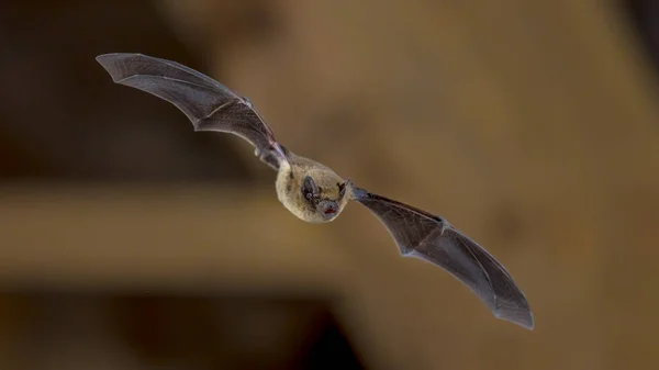 Flying Pipistrelle morcego no teto de madeira — Fotografia de Stock