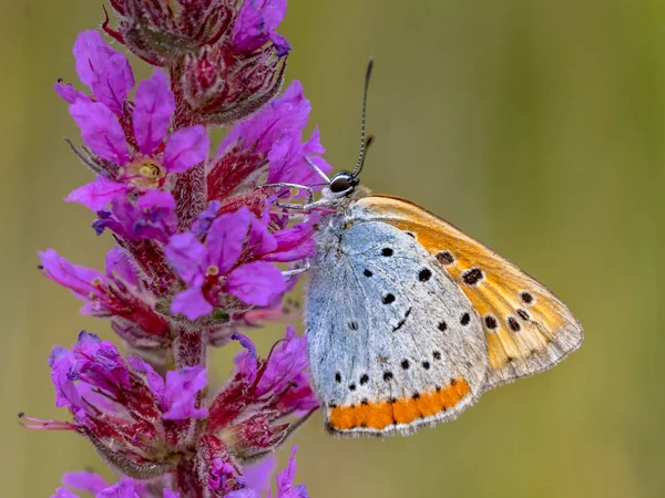 Large copper butterfly on purple flower — Stock Photo, Image