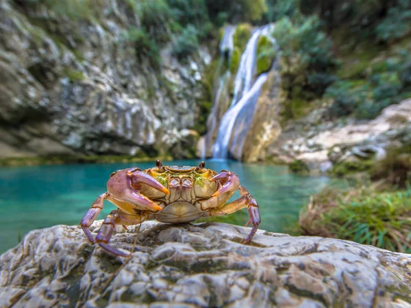 European freshwater crab in habitat — Stock Photo, Image