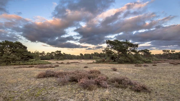 Sunset over Hoge Veluwe National Park — Stockfoto