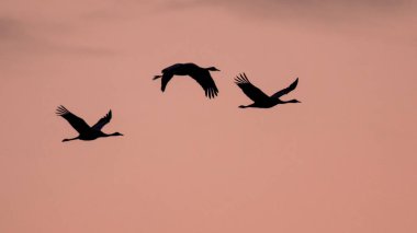 Pembe gökyüzü karşı üç geçiş Avrasya Vinçler