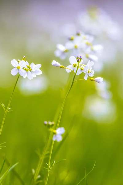 Cuckoo flower with blurred Background — Stock Photo, Image