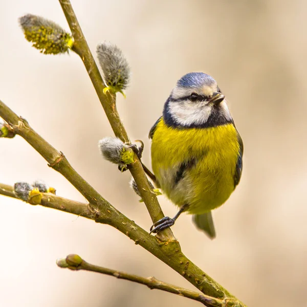 Blaumeisenweidenzweig insta — Stockfoto