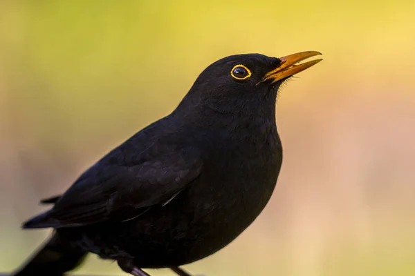 Retrato do macho Blackbird fundo vívido — Fotografia de Stock