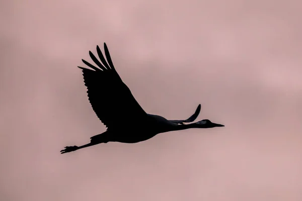 En migrering Eurasian Crane mot rosa himmel — Stockfoto