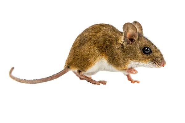 Caminhada curiosa Mouse no fundo branco — Fotografia de Stock