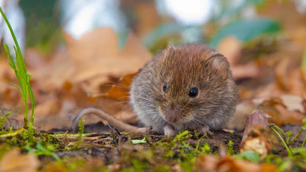 Wühlmaus versteckt sich zwischen Herbstblättern — Stockfoto