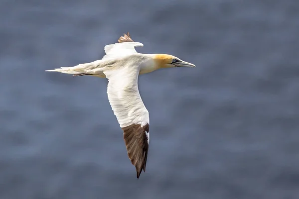 Northern gannet in flight against ocean background — Stock Photo, Image