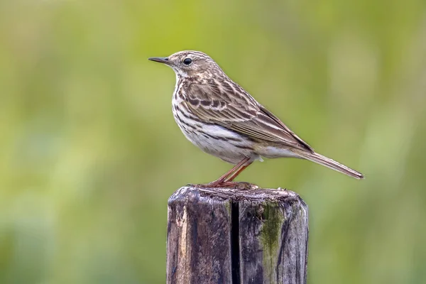 Pipit del prado posado en el poste —  Fotos de Stock