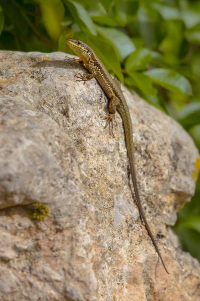 Troodos lizard Cyprus endemic — Stock Photo, Image