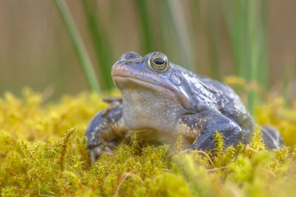 Синій Моор жаба — стокове фото