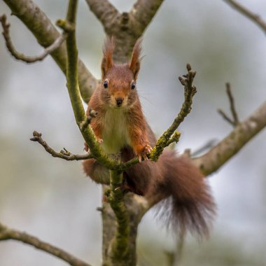 Kızıl sincap ön tırmanma