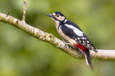 Heyecanlı büyük benekli ağaçkakan