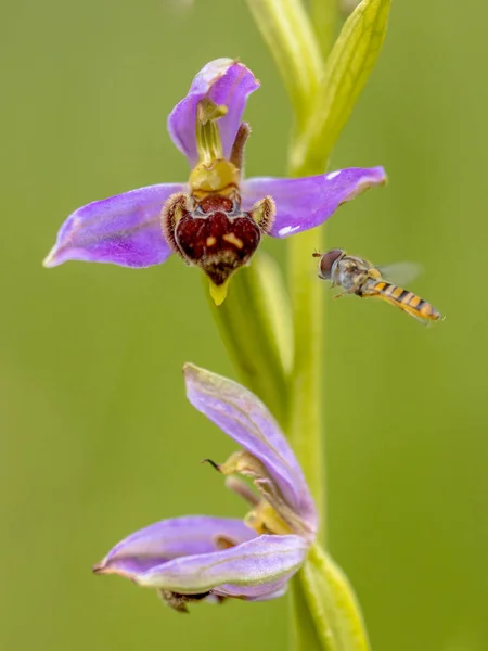 Yellow Hoverfly near Pink flowers of Bee orchid — Stock Photo, Image